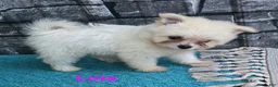 Pomapoo dogs for sale: Pomapoo 4 - Ad 3