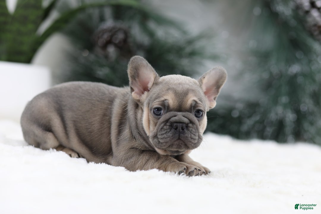 French Bulldog dogs for sale: Malory - Ad 2