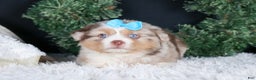 Miniature Australian Shepherd dogs for sale: SCOOTER - Ad 27