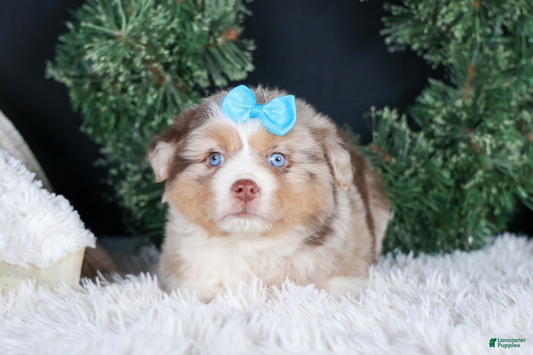 Miniature Australian Shepherd dogs for sale: SCOOTER - Ad 27