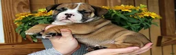 Olde English Bulldogge dogs for sale: Canyon - Ad 4