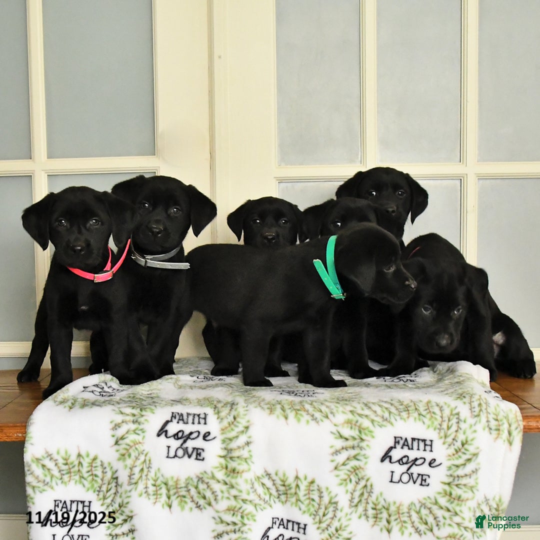 Labrador Retriever dogs for sale: Tess - Ad 3