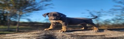 Catahoula Leopard Dog dogs for sale: Tracy II 2025 Female 1 - Ad 3