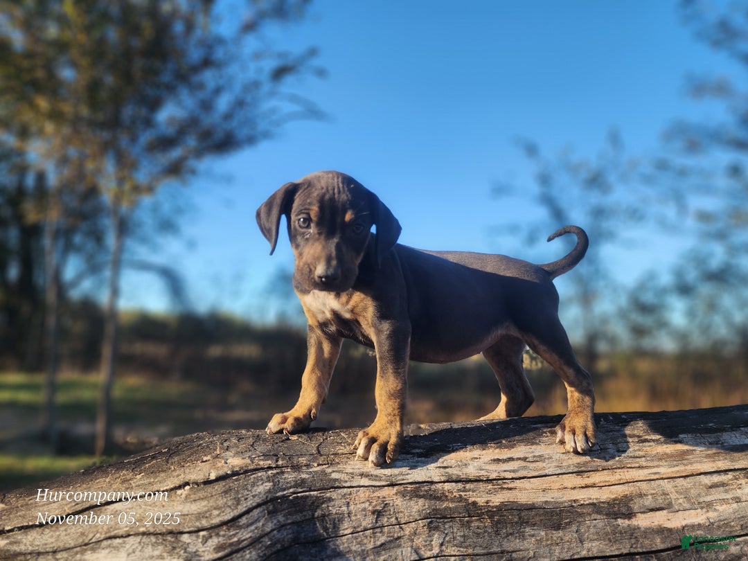 Catahoula Leopard Dog dogs for sale: Tracy II 2025 Female 1 - Ad 3