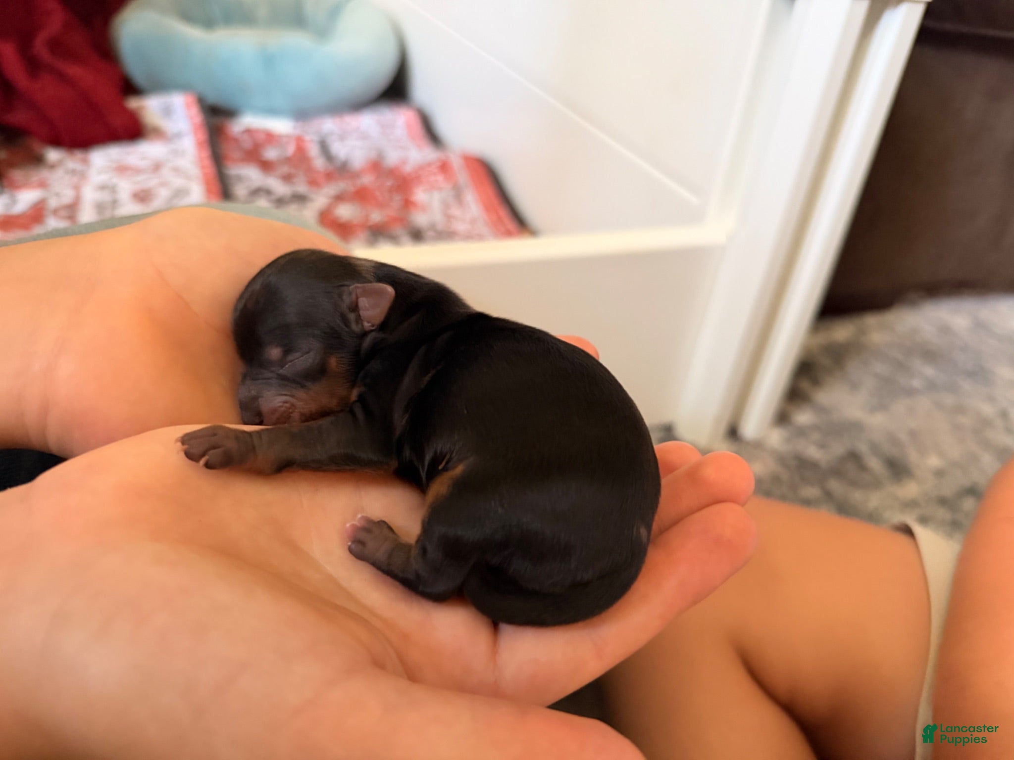 Yorkshire Terrier dogs Yorkshire Terrier 4 - Ad 30