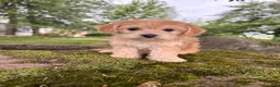 Corgipoo dogs for sale: Daisy-F1B-CorgiPoo  - Ad 7