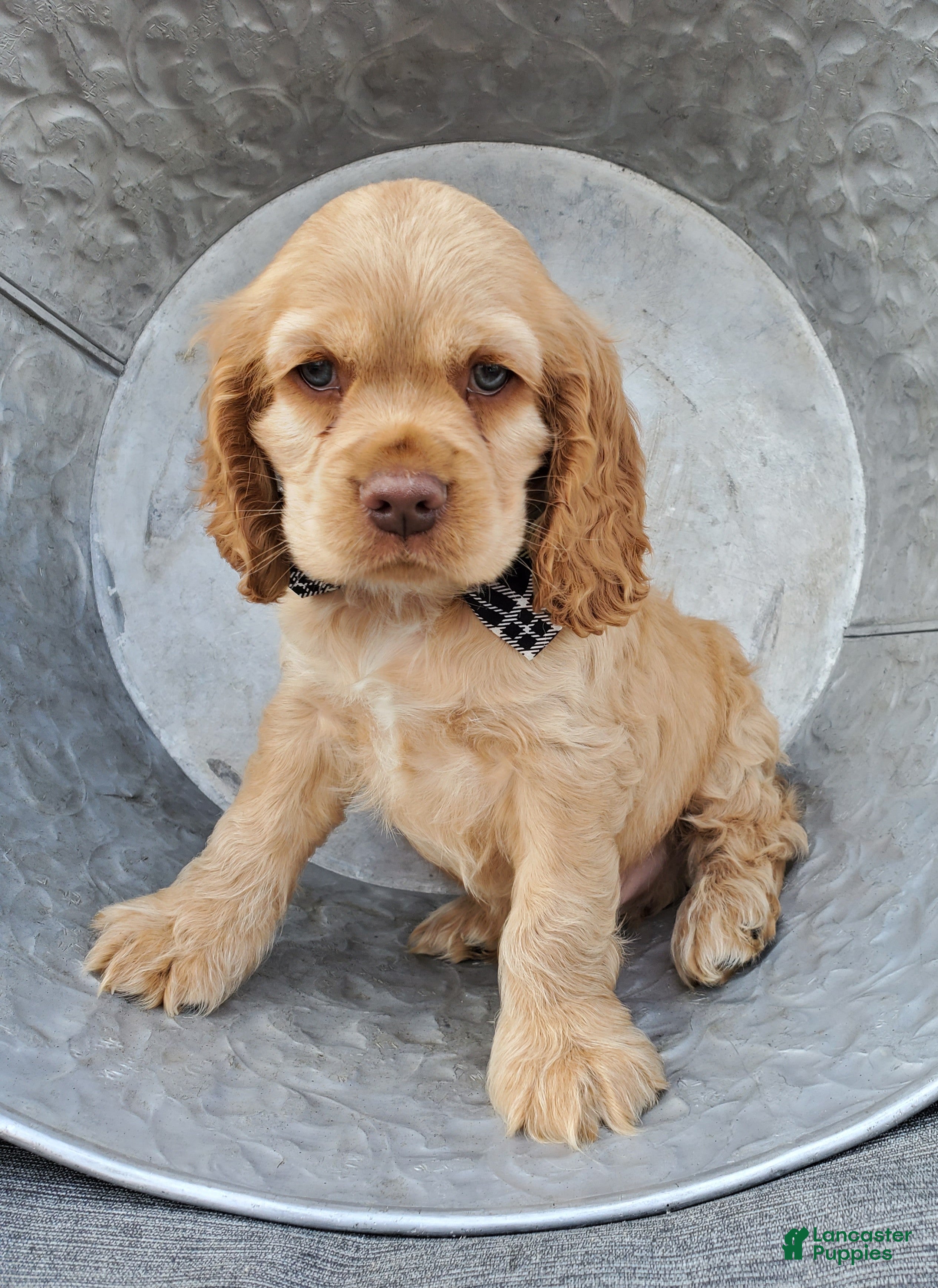 Cocker Spaniel dogs Dan - Ad 1