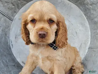 Cocker Spaniel dogs for sale: Dan - Ad 3