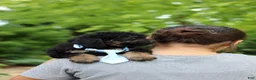 Cavapoo dogs for sale: Cooper - Ad 6