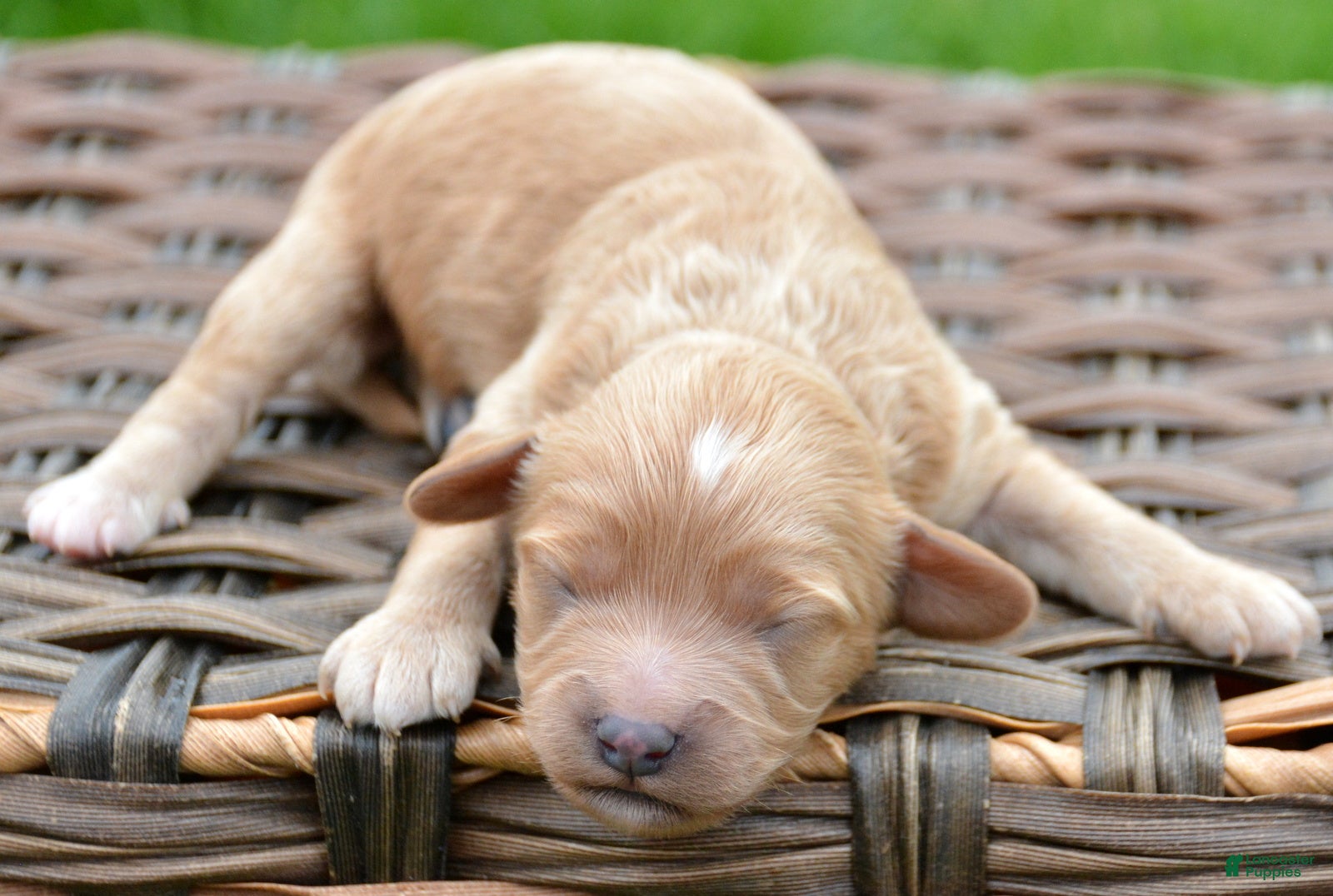 Cavapoo dogs Cavapoo M Charlie - Ad 42