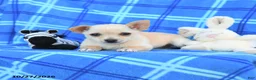 Chihuahua dogs for sale: Ula  - Ad 3