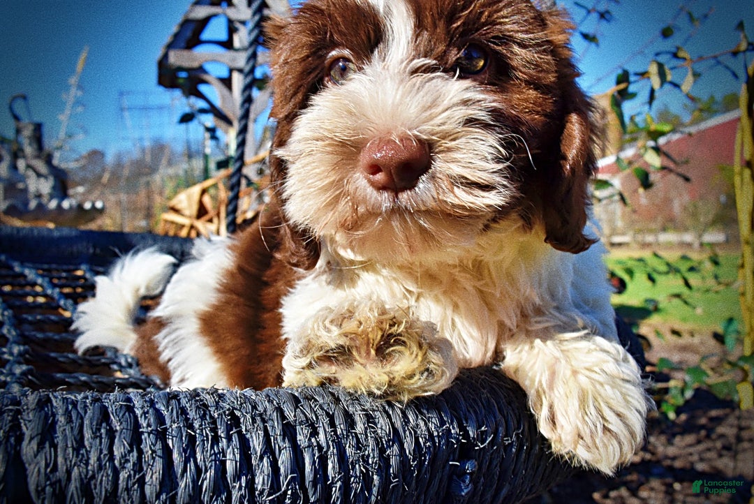 Havapoo dogs for sale: Rocky - Ad 4