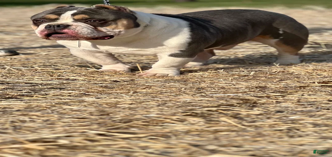 Gallery Image {{count}}