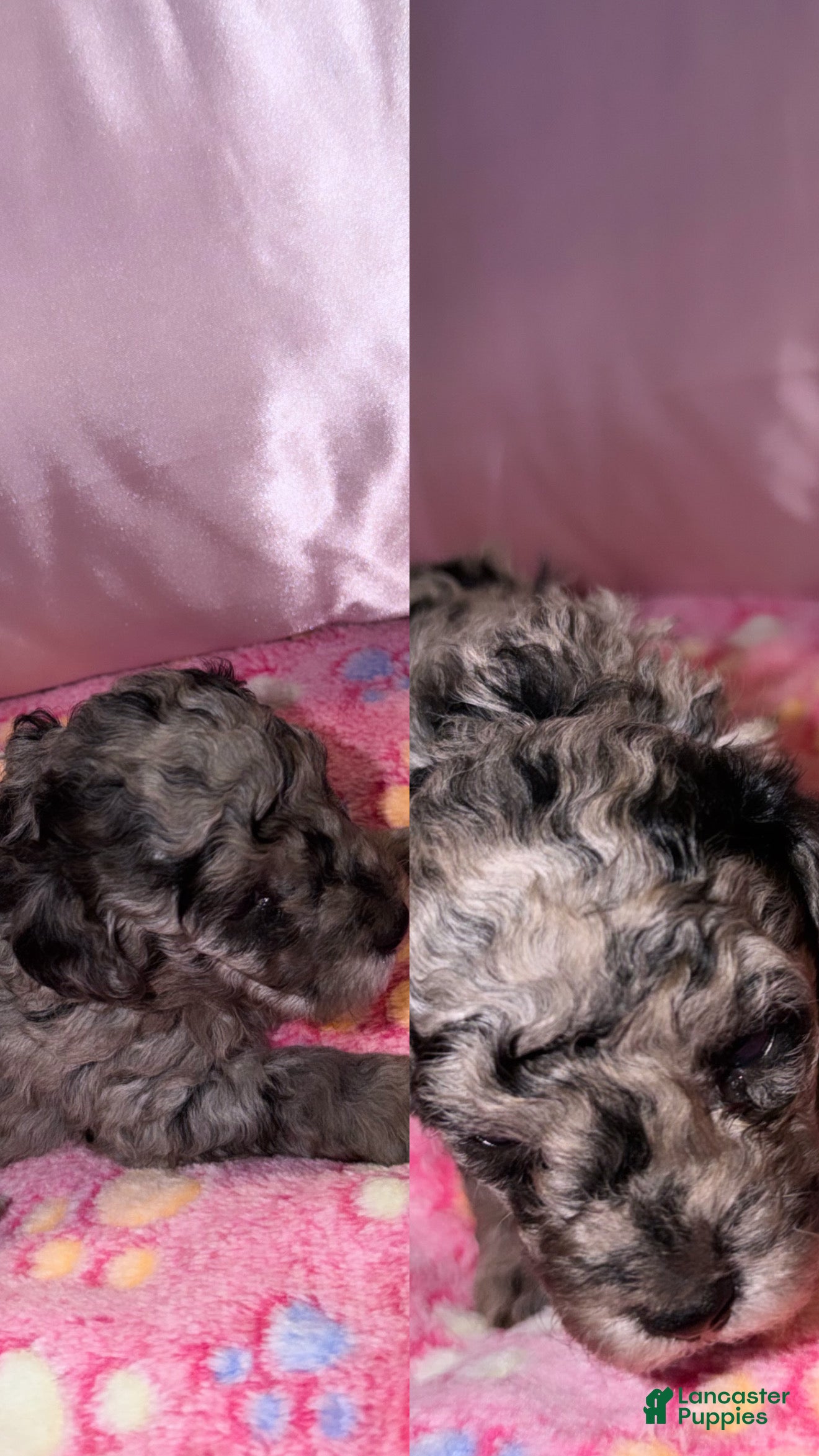 Miniature Poodle dogs Reima - Ad 2