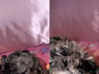 Miniature Poodle dogs Reima - Ad 2