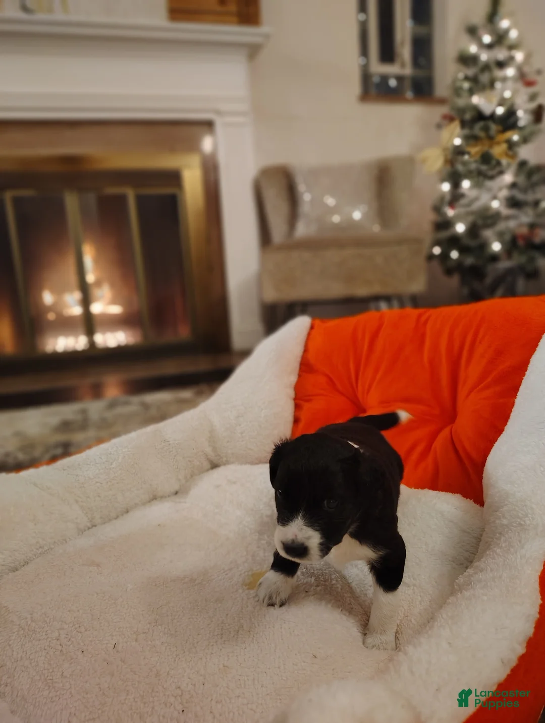 Aussiedoodle dogs for sale: Aussiedoodle Puppy 3 - Ad 6