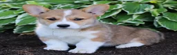 Welsh Corgi Pembroke dogs for sale: Kobe  - Ad 4