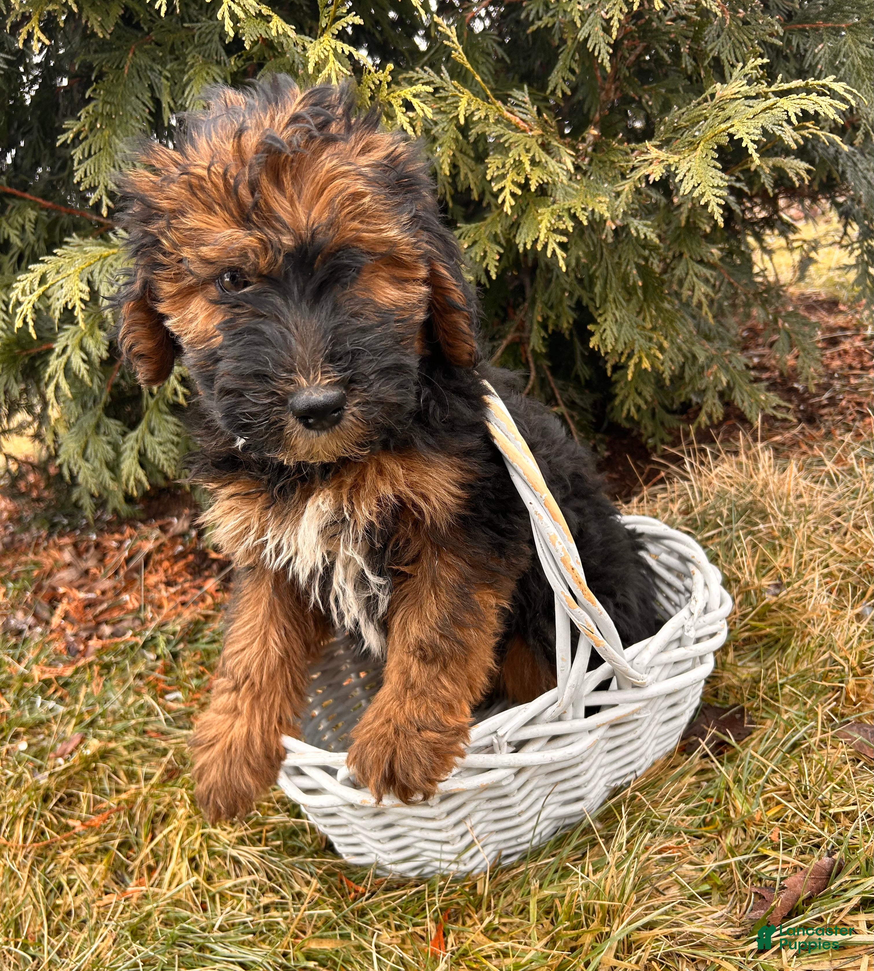 Whoodle dogs Willow - Ad 2