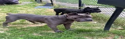 Cane Corso dogs for sale: Hulk  - Ad 10