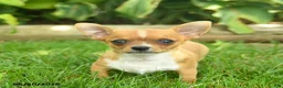 Chihuahua dogs for sale: Spark  - Ad 3