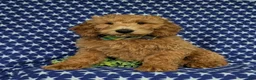 Mini Goldendoodle dogs for sale: Troy Hypoallergenic - Ad 6