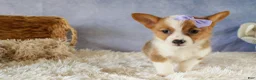 Welsh Corgi Pembroke dogs for sale: Yo-Yo 💕 - Ad 4