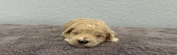 Mini Goldendoodle dogs for sale: Tara - Ad 5