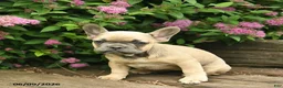 French Bulldog dogs for sale: Lacey - Ad 4