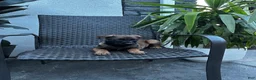 Belgian Malinois dogs for sale: Colt - Ad 3