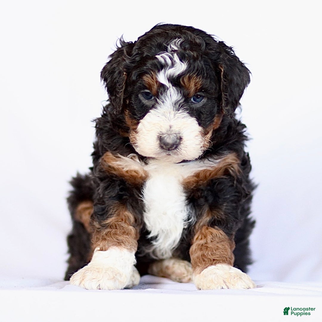 Mini Bernedoodle dogs for sale: Gina - Ad 1