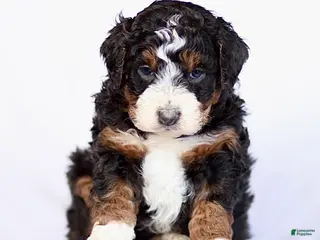 Mini Bernedoodle dogs Gina - Ad 27