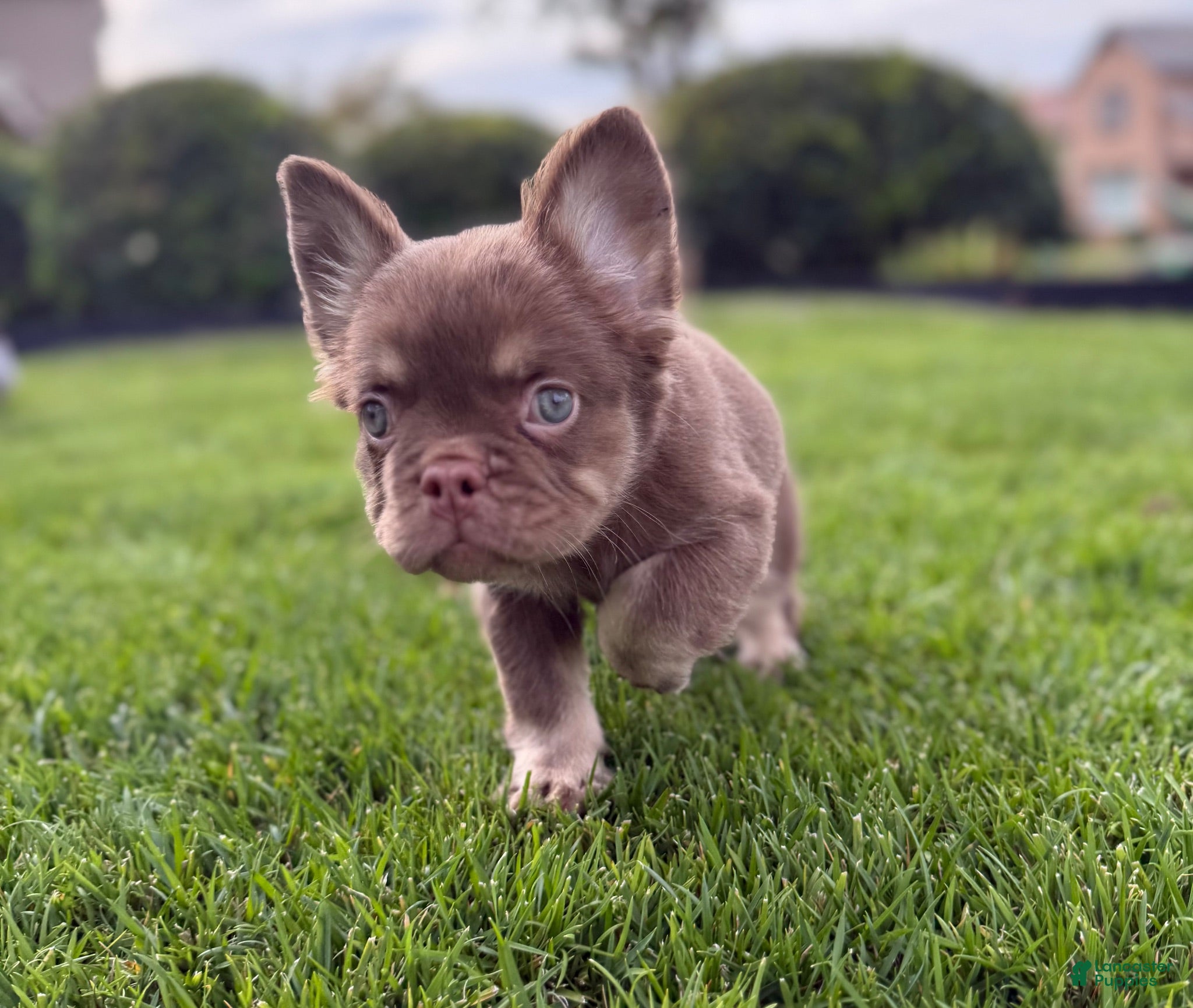French Bulldog dogs French Bulldog 6 - Ad 1