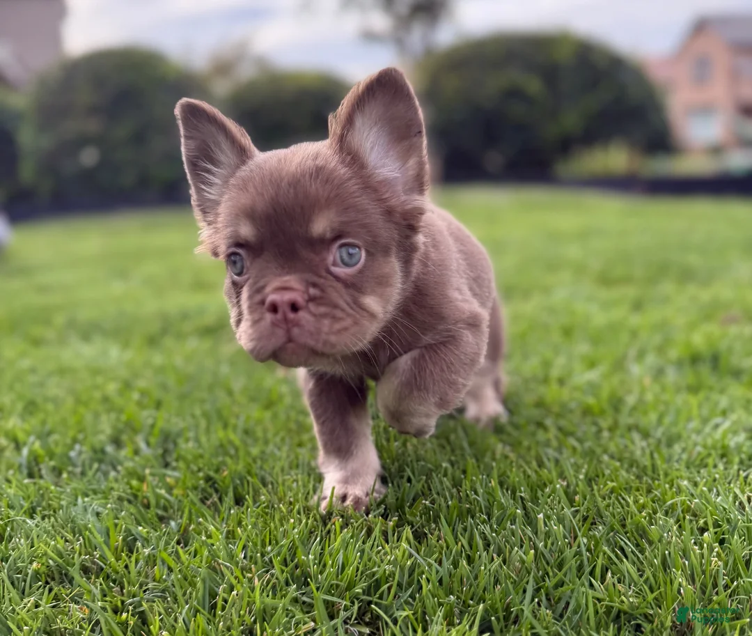 French Bulldog dogs for sale: French Bulldog 6 - Ad 1