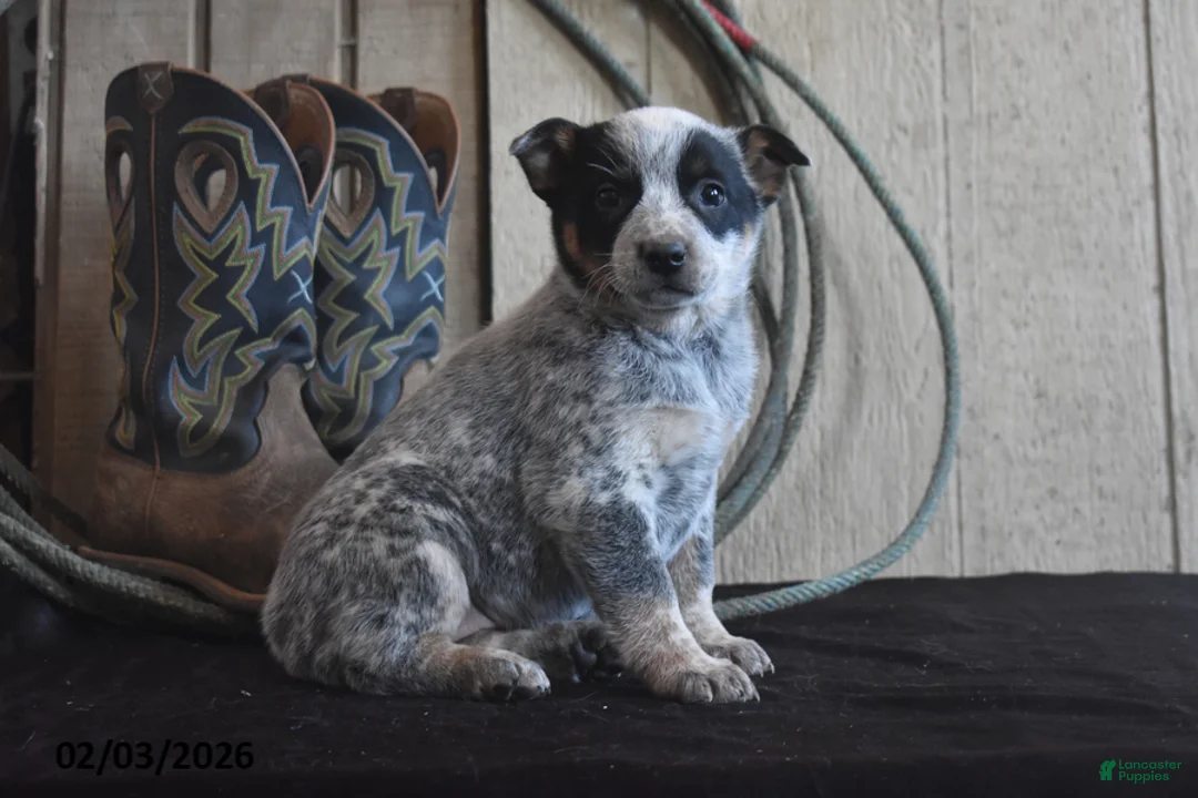 Australian Cattle Dog dogs for sale: Cheyenne - Ad 1