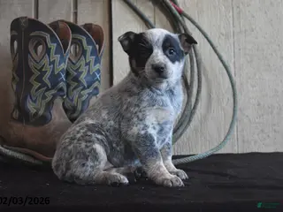 Australian Cattle Dog dogs Cheyenne - Ad 3