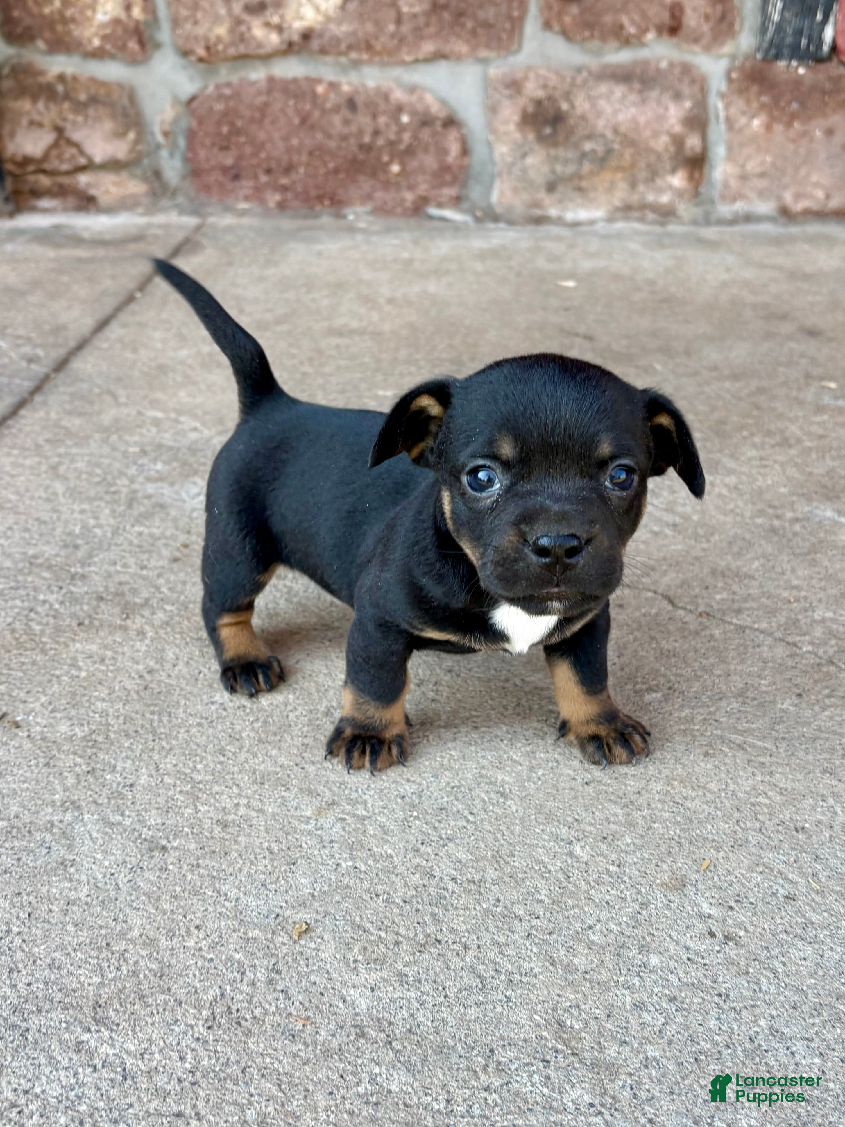 Mixed Breed dogs Mixed Breed Puppy 1 - Ad 41