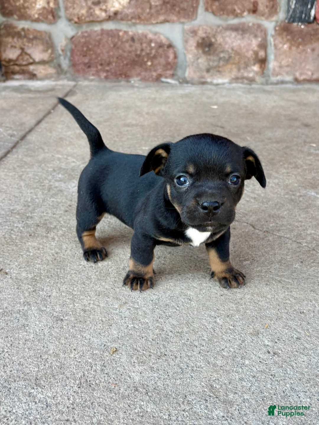 Mixed Breed dogs for sale: Mixed Breed Puppy 1 - Ad 1