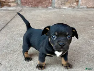 Mixed Breed dogs Mixed Breed Puppy 1 - Ad 41