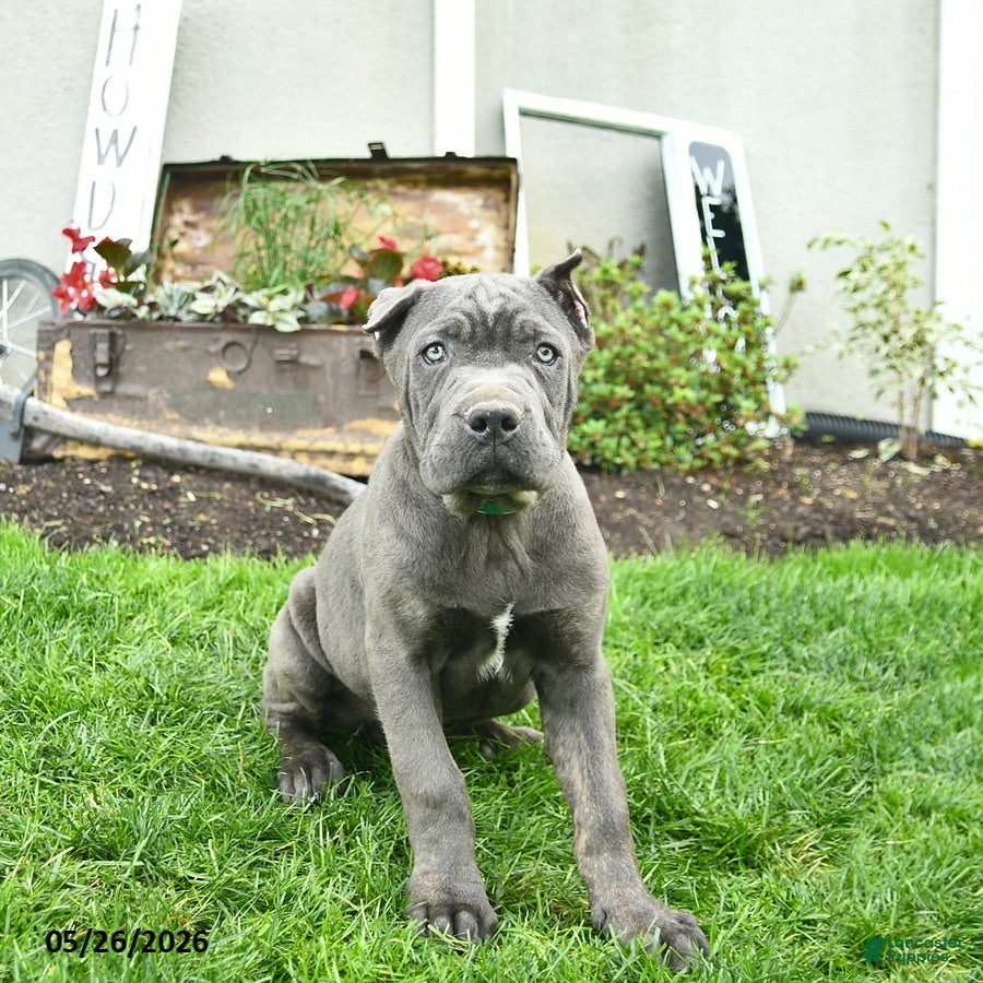 Cane Corso dogs Dexter  - Ad 2