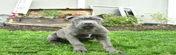 Cane Corso dogs for sale: Dexter  - Ad 2