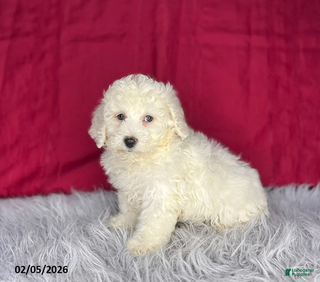 Bichon Frise dogs for sale: Sally - Ad 3
