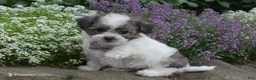 Bichpoo dogs for sale: LadyBug  - Ad 1