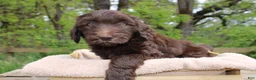 Labradoodle dogs for sale: Orion - Ad 3