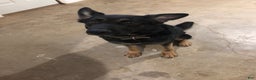 German Shepherd dogs for sale: German Shepherd Puppy 1 - Ad 2