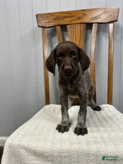 German Shorthaired Pointer dogs River - Ad 2