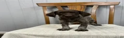 German Shorthaired Pointer dogs for sale: River - Ad 2