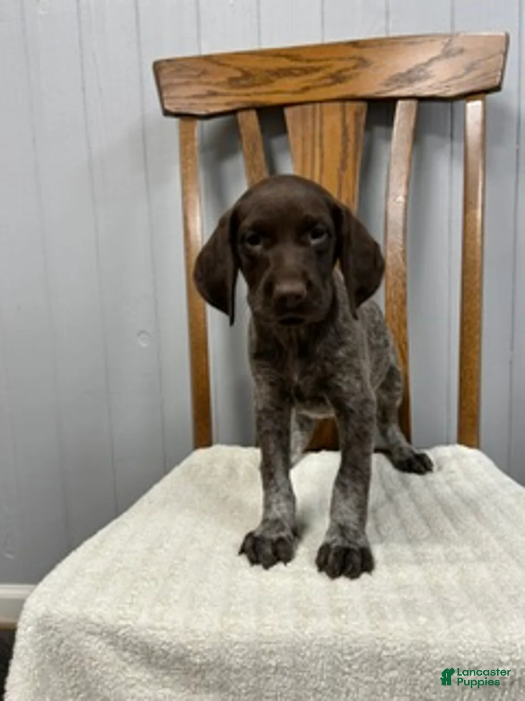 German Shorthaired Pointer dogs for sale: River - Ad 2