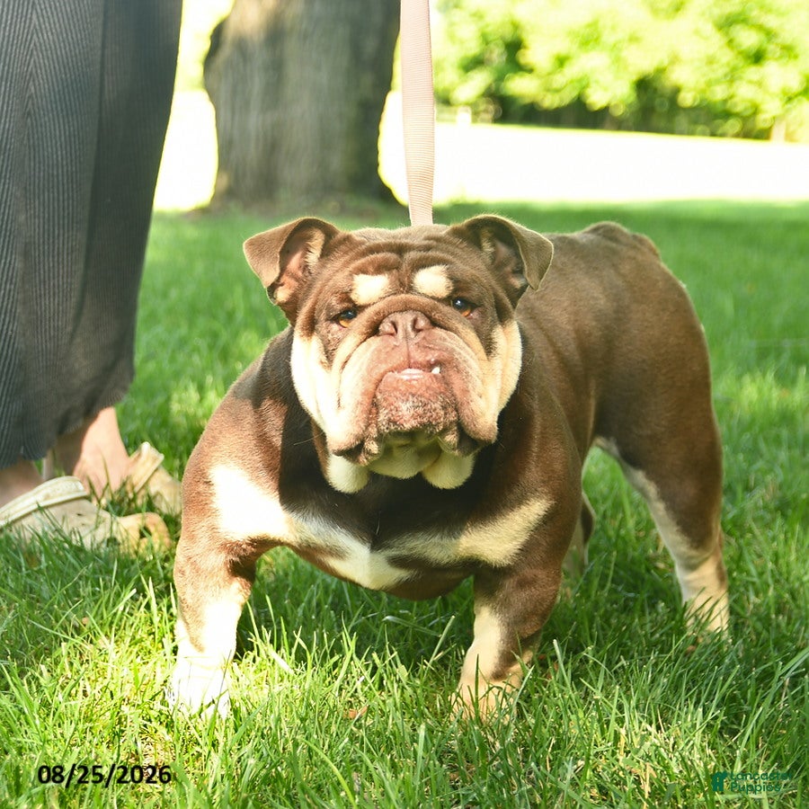 English Bulldog dogs Bagel  - Ad 1