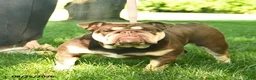 English Bulldog dogs for sale: Bagel  - Ad 1