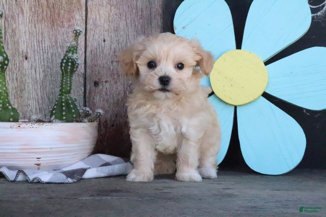 Maltipoo Puppies Teacup Maltese For Sale Craigslist Maltese